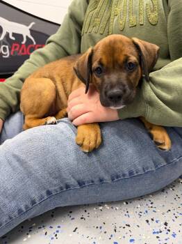 Echo -  Affenpinscher Dog for Adoption in Pierceton, Indiana - Echo | PetCurious