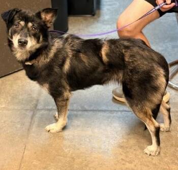 Majie -  Shepherd and Mixed Breed Dog for Adoption in Bowling Green, Kentucky - Majie | PetCurious