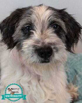 Chichi -  Terrier and Lhasa Apso Dog for Adoption in Kennesaw, Georgia - Chichi | PetCurious