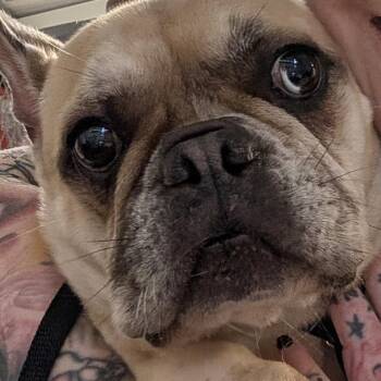 Marcella -  French Bulldog Dog for Adoption in Philadelphia, Pennsylvania - Marcella | PetCurious