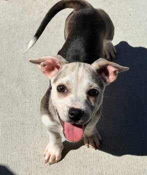 Kenzo -  Chihuahua and Terrier Dog for Adoption in Lafayette, California - Kenzo | PetCurious