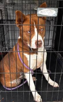 Akita and Mixed Breed Dogs Available for Adoption in West Memphis, Arkansas - Angel | PetCurious
