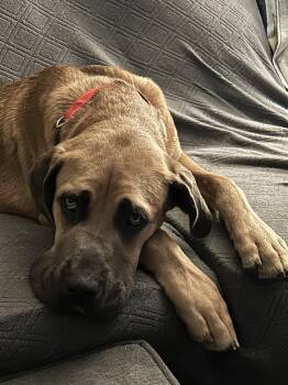 Mastiff Dogs Available for Adoption - Chili Mac | PetCurious