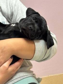 Betty -  Pit Bull Terrier Dog for Adoption in Shillington, Pennsylvania - Betty | PetCurious