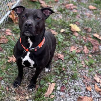 Rescue Mixed Breed Dogs for Adoption in Fairmont, West Virginia - Tila | PetCurious