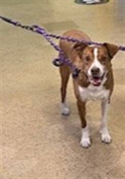 Rescue Australian Cattle Dog Blue Heeler and Mixed Breed Dogs for Adoption in St. Louis, Missouri - BISCUIT | PetCurious