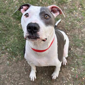 Redd -  Pit Bull Terrier and American Bully Dog for Adoption in The Colony, Texas - Redd | PetCurious