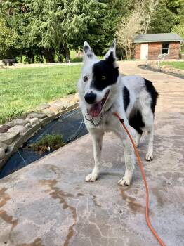 Border Collie and Australian Cattle Dog Blue Heeler Dogs Available for Adoption - Sofi | PetCurious