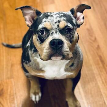 Doja -  American Staffordshire Terrier and English Bulldog Dog for Adoption in St. Peters, Missouri - Doja | PetCurious