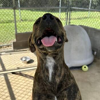 Lily -  English Bulldog Dog for Adoption in Lyons, Georgia - Lily | PetCurious