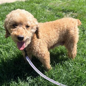 Poodle Dogs Available for Adoption in Cincinnati, Ohio - Honey | PetCurious