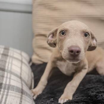 Willie Nelson -  Vizsla and Mixed Breed Dog for Adoption in Pawling, New York - Willie Nelson | PetCurious