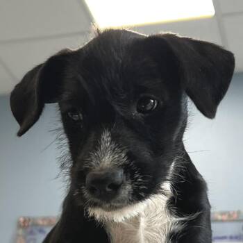 Chyna -  Mixed Breed Dog for Adoption in Las Cruces, New Mexico - Chyna | PetCurious