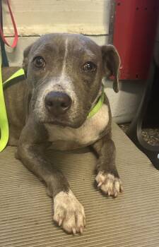 Rescue Pit Bull Terrier Dogs for Adoption in Mobile, Alabama - Perry | PetCurious