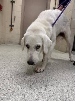 A432674 -  Great Pyrenees Dog for Adoption in Conroe, Texas - A432674 | PetCurious