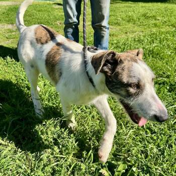 Irish Wolfhound Dogs Available for Adoption - Mason | PetCurious