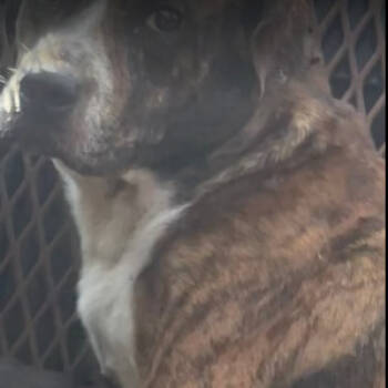 Rescue Pit Bull Terrier Dogs for Adoption in Austin, Texas - Bubble Tea | PetCurious