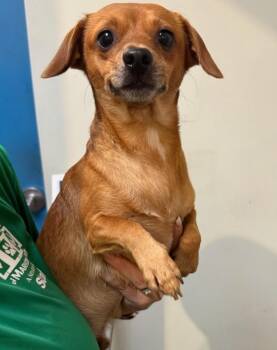 Maverick -  Mixed Breed Dog for Adoption in Ocala, Florida - Maverick | PetCurious