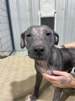 Suki -  Terrier Dog for Adoption in Ruston, Louisiana - Suki | PetCurious