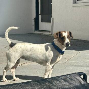 Jack Russell Terrier and Dachshund Dogs Available for Adoption in Pinellas Park, Florida - Addison | PetCurious