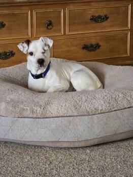 Rescue Boxer and Jack Russell Terrier Dogs for Adoption in Springdale, Ohio - Jack | PetCurious