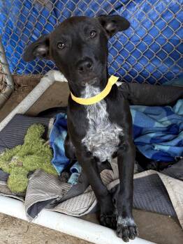 Dixie -  Australian Cattle Dog Blue Heeler and Hound Dog for Adoption in Bedford, Virginia - Dixie | PetCurious