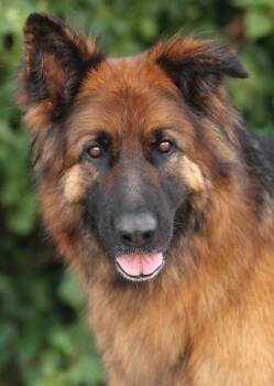 German Shepherd Dog Dogs Available for Adoption in Los Angeles, California - Duffy Von Ducherow | PetCurious