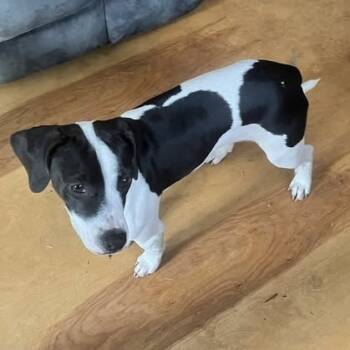 Rescue Beagle and Pit Bull Terrier Dogs for Adoption in Coos Bay, Oregon - Rue | PetCurious