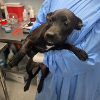 Winnie nka Coco -  Mixed Breed Dog for Adoption in Duncan, Oklahoma - Winnie Nka Coco | PetCurious