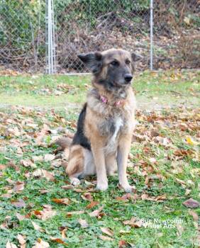 Rescue Shepherd and Mixed Breed Dogs for Adoption in Shorewood, Illinois - Roxanne (Roxie) | PetCurious