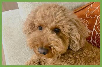 Goldendoodle Dogs Available for Adoption - Bentley | PetCurious
