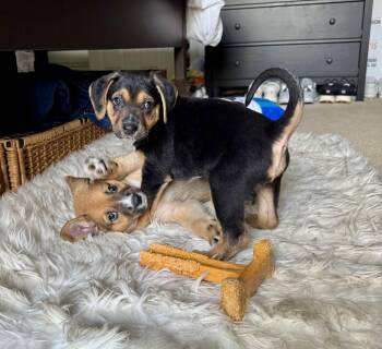 McKay -  German Shepherd Dog and Coonhound Dog for Adoption in Greenlawn, New York - McKay | PetCurious