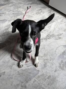 Echo -  Border Collie Dog for Adoption in Herndon, Virginia - Echo | PetCurious