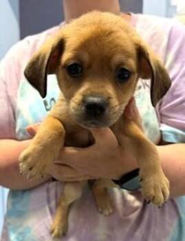 Boxer and Mixed Breed Dogs Available for Adoption in Morristown, New Jersey - Marinara | PetCurious