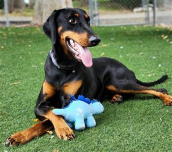 Rescue Doberman Pinscher Dogs for Adoption in Antioch, California - Chip | PetCurious