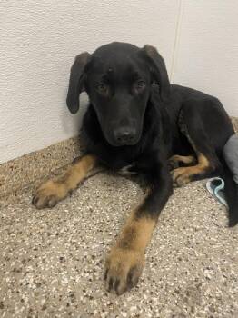 Rottweiler Dogs Available for Adoption in Vancouver, Washington - Sunny | PetCurious