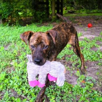 Mitchie -  Pit Bull Terrier Dog for Adoption in Birmingham, Alabama - Mitchie | PetCurious