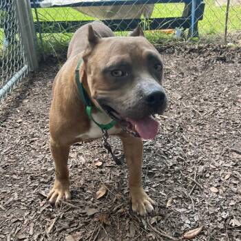 Kung -  Mixed Breed Dog for Adoption in Summerville, South Carolina - Kung | PetCurious