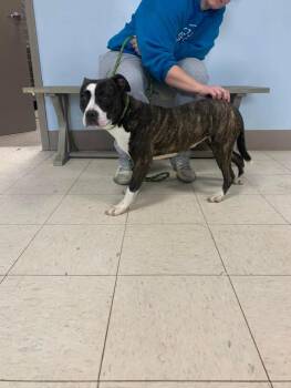 Maggie -  Mixed Breed Dog for Adoption in New Cumberland, West Virginia - Maggie | PetCurious