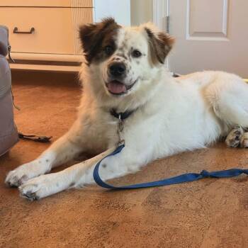 Australian Shepherd Dogs Available for Adoption in Beulaville, North Carolina - Jax | PetCurious