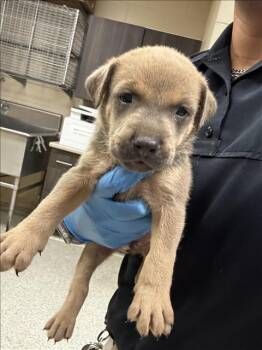NUTMEG -  Pit Bull Terrier and Mixed Breed Dog for Adoption in Conroe, Texas - NUTMEG | PetCurious