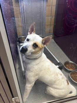 Husky and Mixed Breed Dogs Available for Adoption in Greenfield, Indiana - Lilo | PetCurious