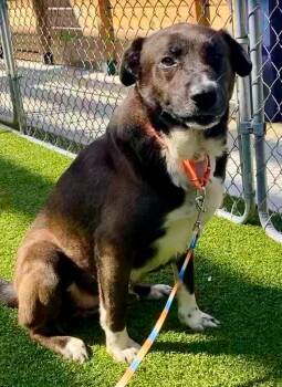 Arthur -  Labrador Retriever Dog Available for Adoption in Hartsville, South Carolina - Arthur | PetCurious