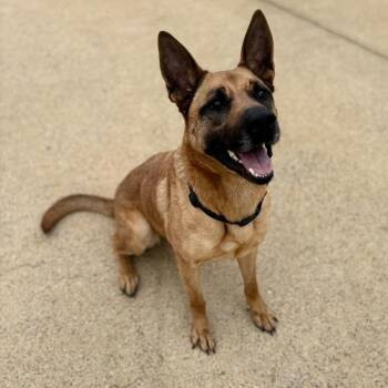 Mixed Breed Dogs Available for Adoption in Corinth, Mississippi - Bella | PetCurious