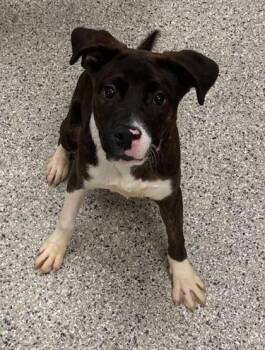 Mixed Breed Dogs Available for Adoption in Kansas City, Missouri - Willow | PetCurious