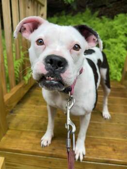 Rescue Boxer Dogs for Adoption in Jeffersonville, New York - Angel | PetCurious