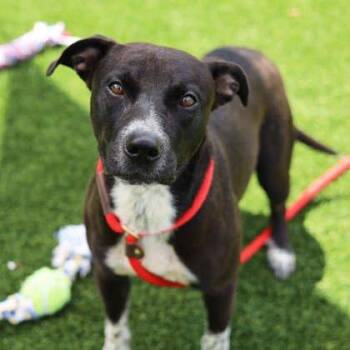 Winchester -  Labrador Retriever and Cocker Spaniel Dog for Adoption in Atlanta, Georgia - Winchester | PetCurious