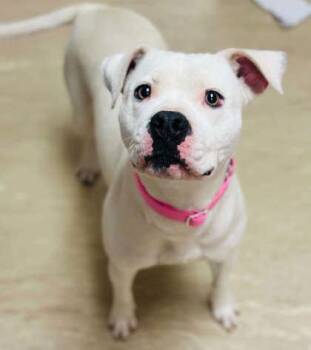Mixed Breed Dogs Available for Adoption in West Chester, Pennsylvania - Dahlia | PetCurious