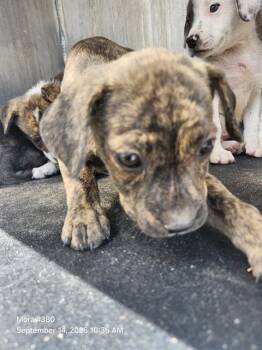CASEY -  American Staffordshire Terrier Dog for Adoption in San Antonio, Texas - CASEY | PetCurious