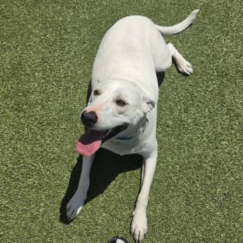 Ozzy -  Mixed Breed Dog for Adoption in Fall River, Massachusetts - Ozzy | PetCurious